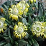Aloinopsis
