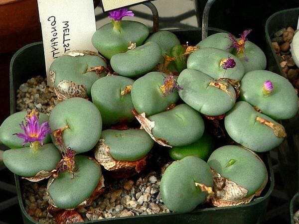 suculentas raras Conophytum wettsteinii