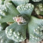 Titanopsis calcarea