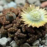 Titanopsis hugo-schlechteri