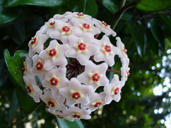 suculentas raras Hoya carnosa