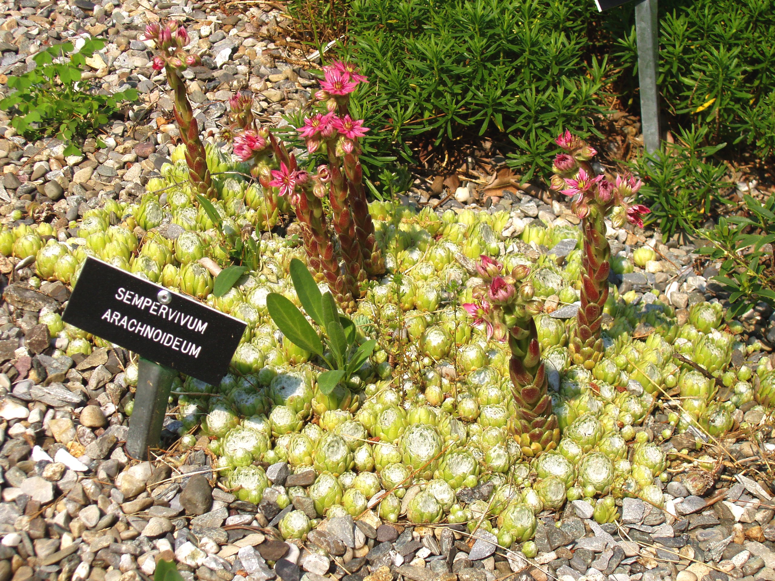 Rosetas de Sempervivum arachnoideum con filamentos blancos, fotografía de Daderot