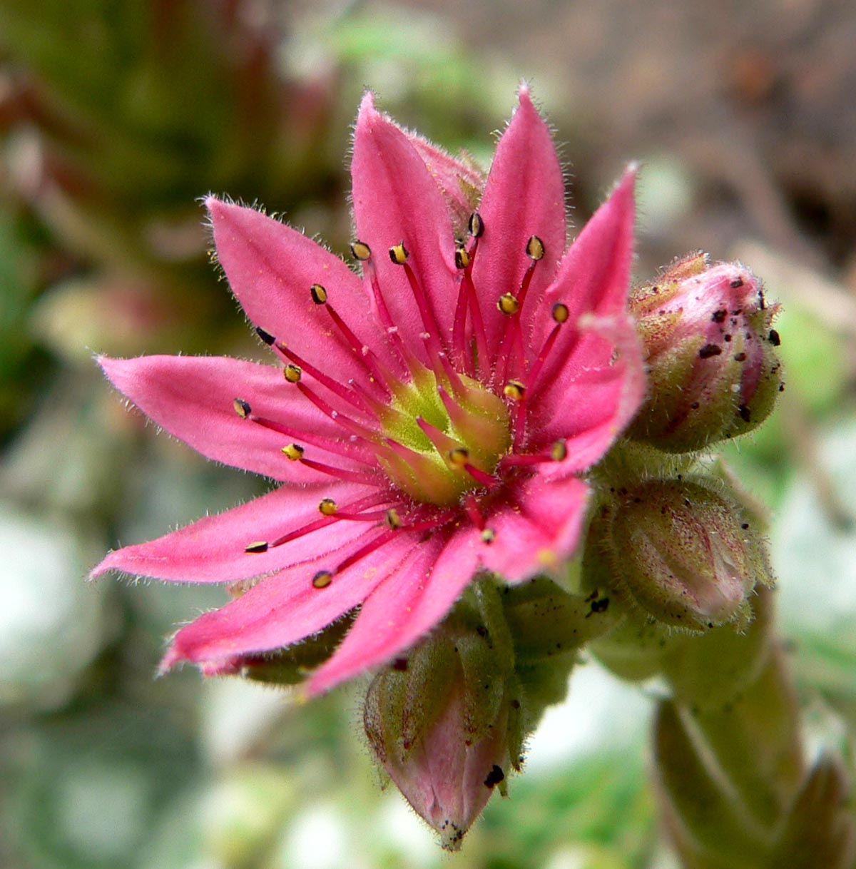 Flor rosada de Sempervivum arachnoideum, fotografía de Stan Shebs