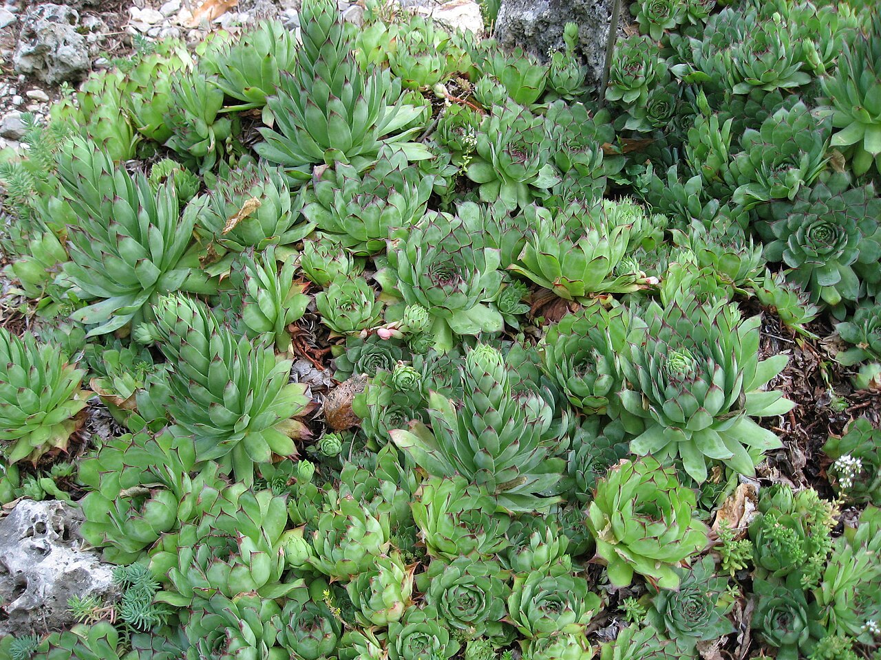 Rosetas de Sempervivum tectorum en jardín botánico de Florencia, Liné1