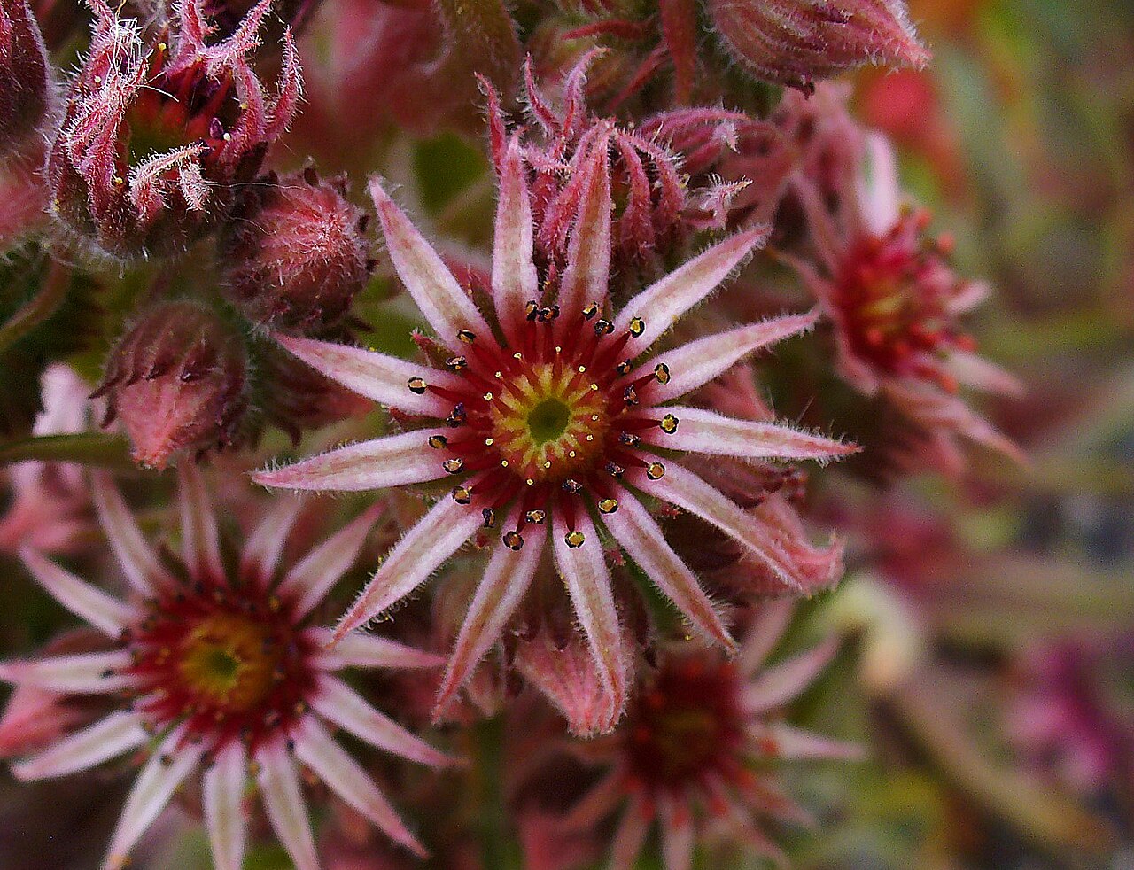 Flor de Sempervivum tectorum cultivar Metallicum giganteum, H. Zell