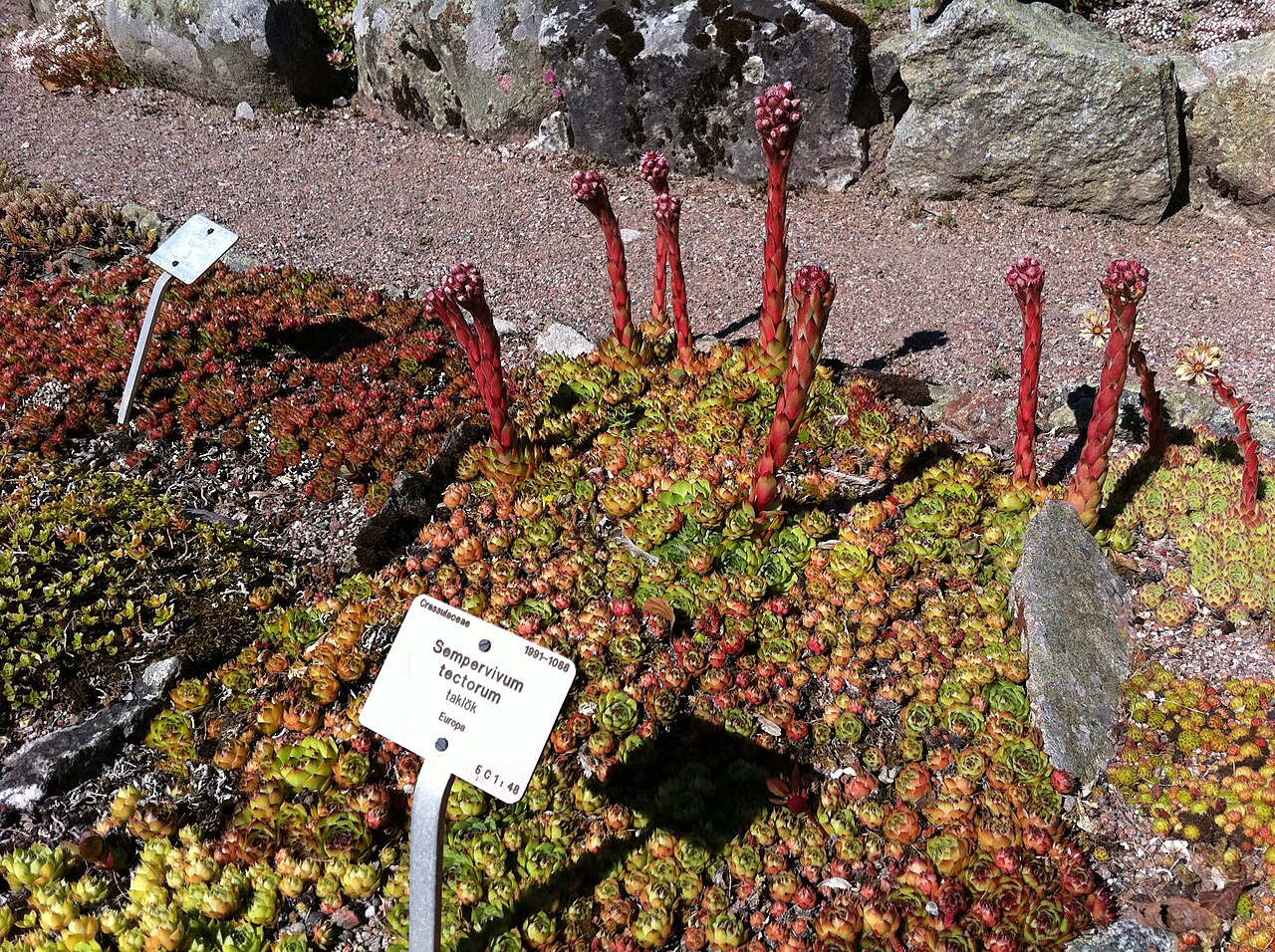 Sempervivum tectorum en flor en Uppsala, Sharktopus