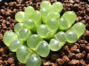 Conophytum limpidum