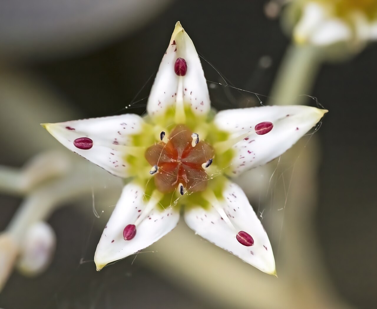 flor de Graptopetalum paraguayense