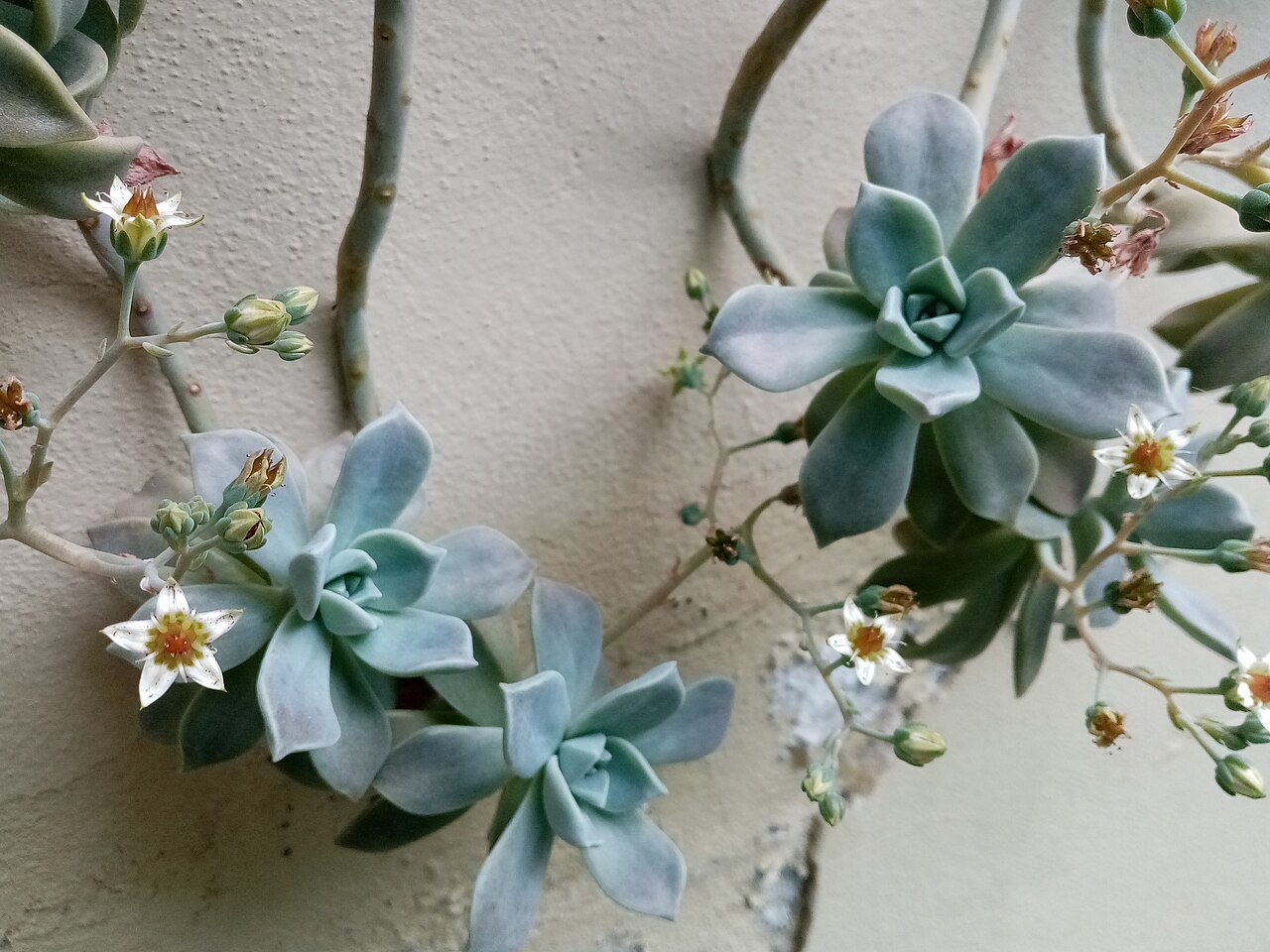 Graptopetalum paraguayense "Pinky"