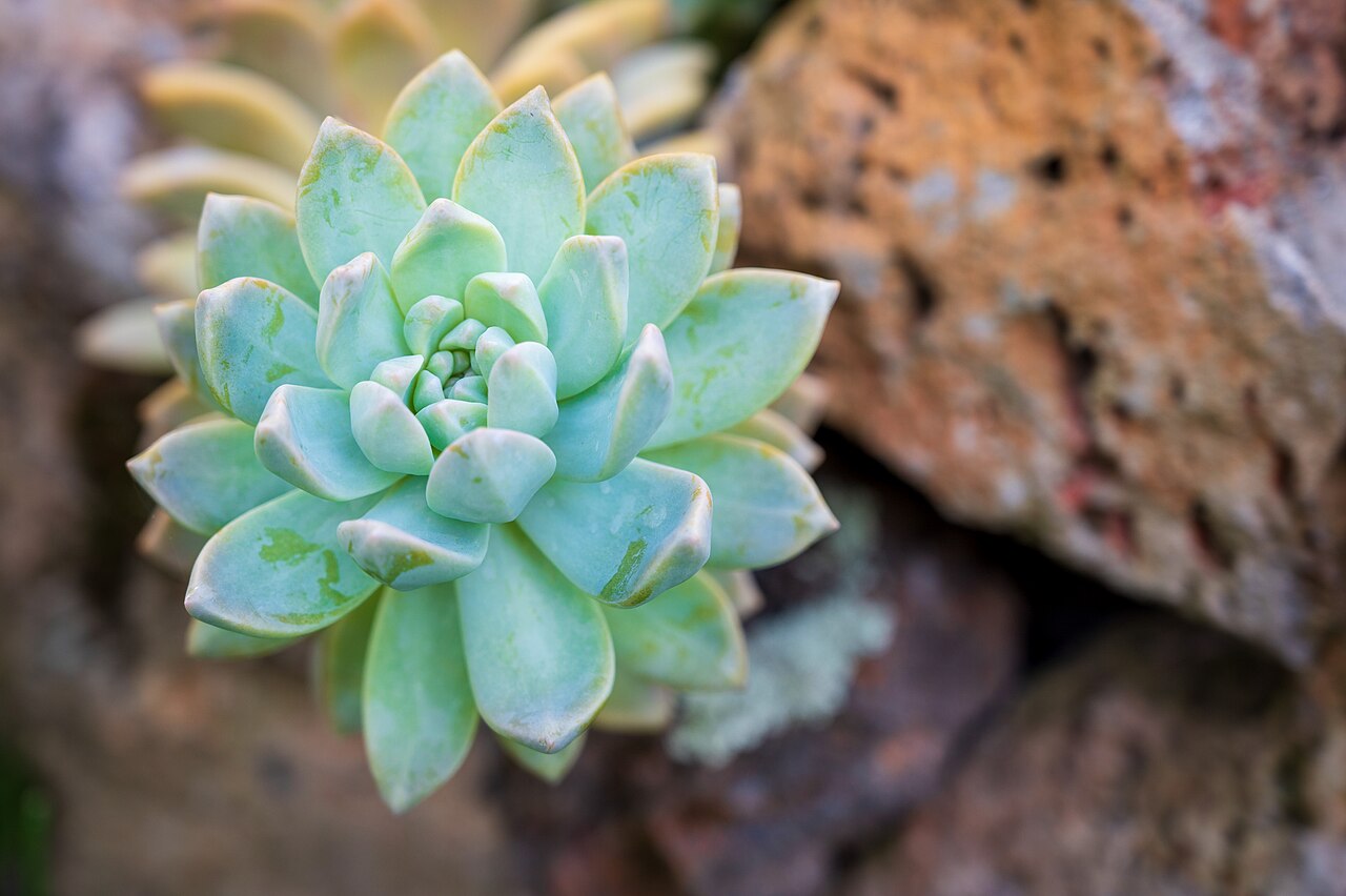 Graptopetalum paraguayense
