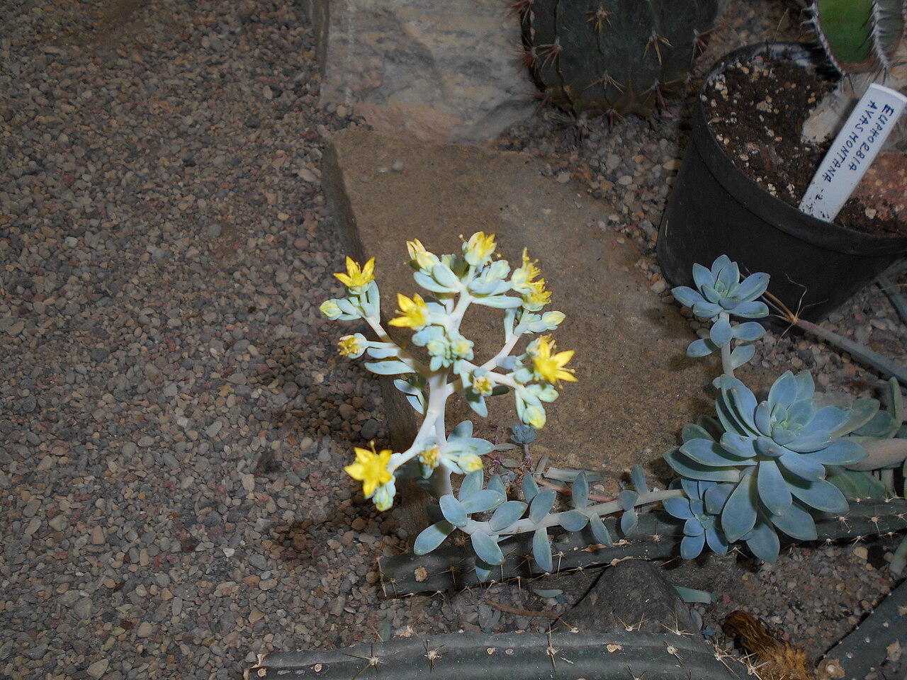 Graptopetalum paraguayense