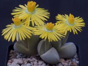 Dinteranthus microspermus subsp. puberulus