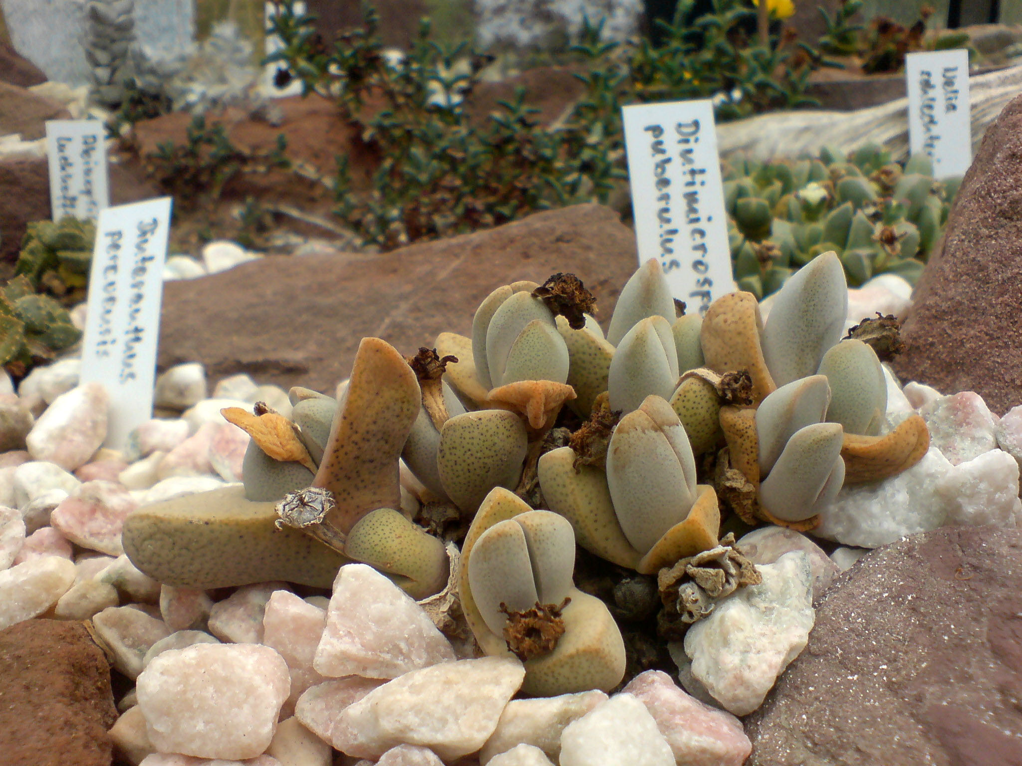 Dinteranthus (uno de ellos mutante, con tres cuerpos)