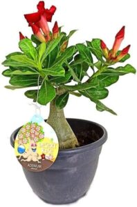 Adenium obesum anunciado en Amazon