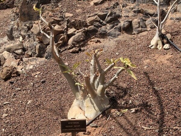 Adenium obesum cultivado en maceta con caudex visible