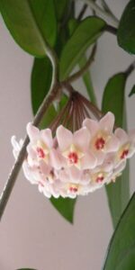 Hoya carnosa ofrecida en Amazon