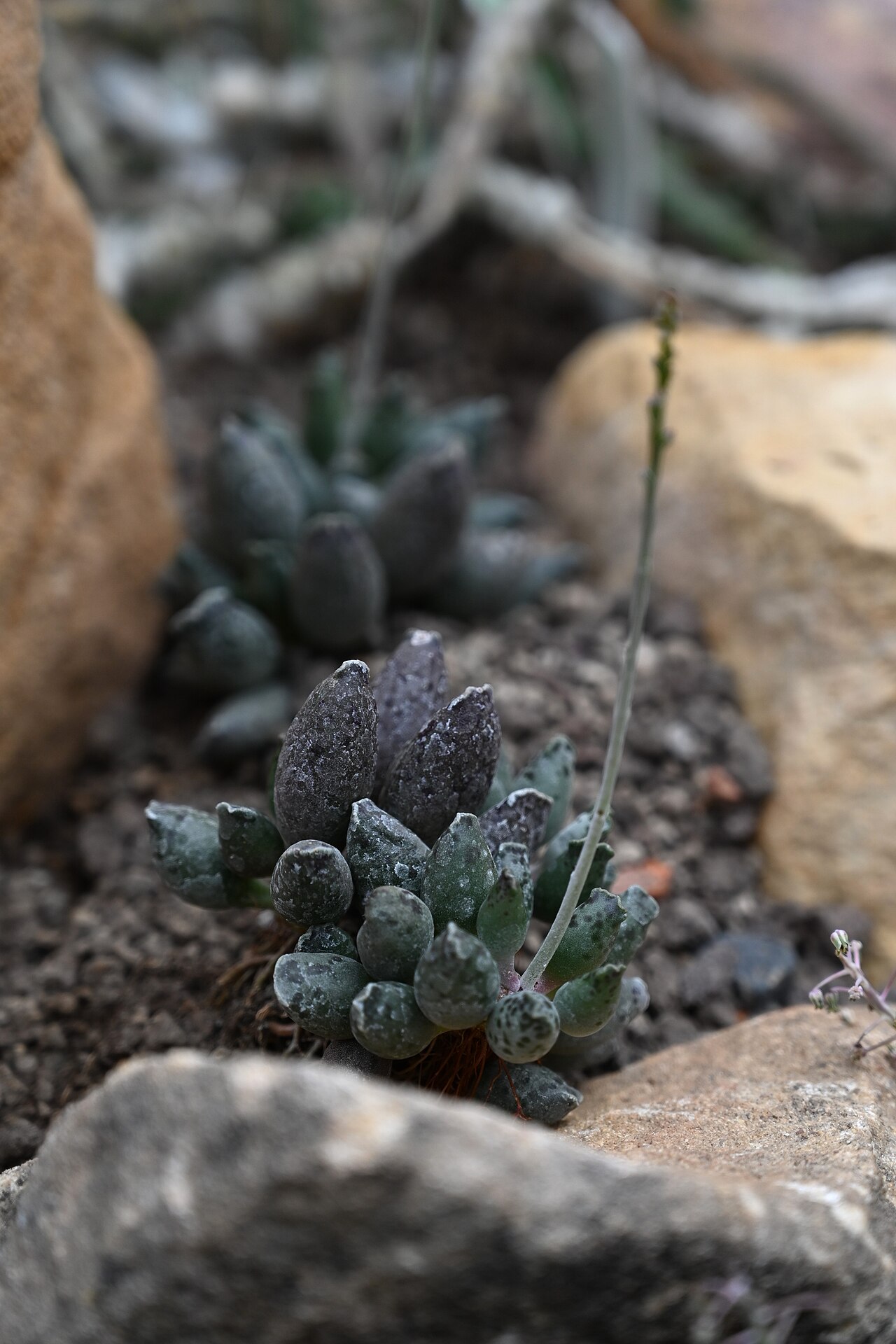 Adromischus cooperi con hojas carnosas moteadas en cultivo