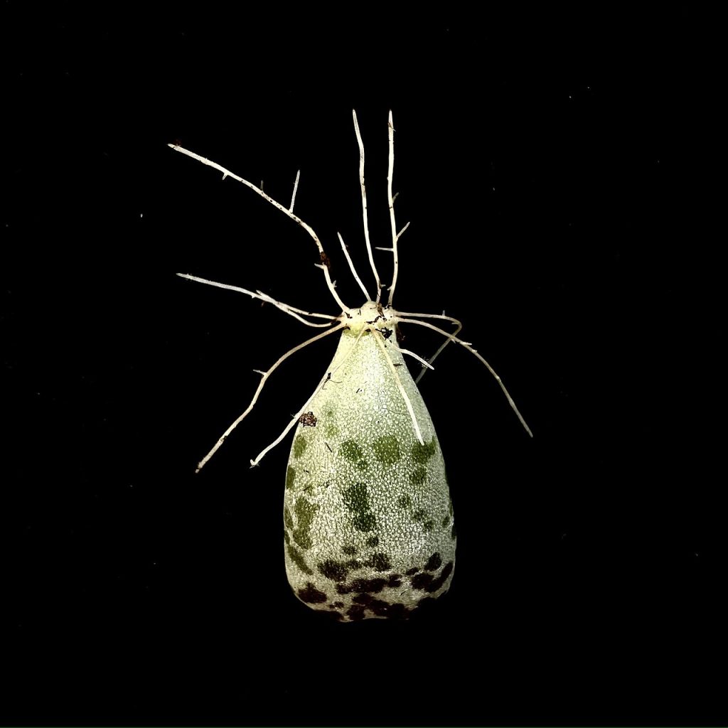 Propagación de Adromischus cooperi mediante esqueje de hoja