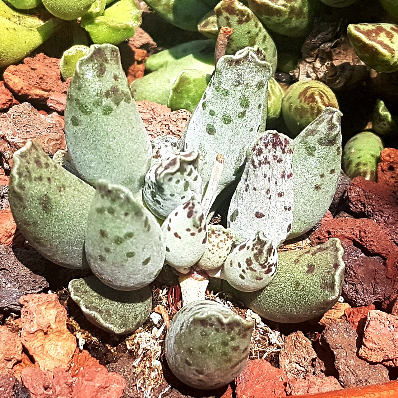A. Cooperi