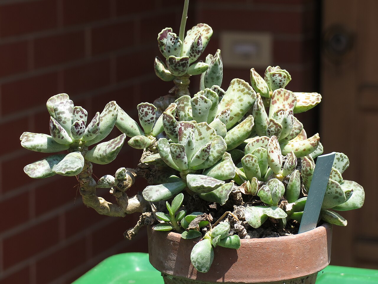 Adromischus cooperi, hojas carnosas moteadas