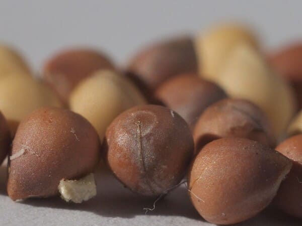 semillas de euphorbia obesa