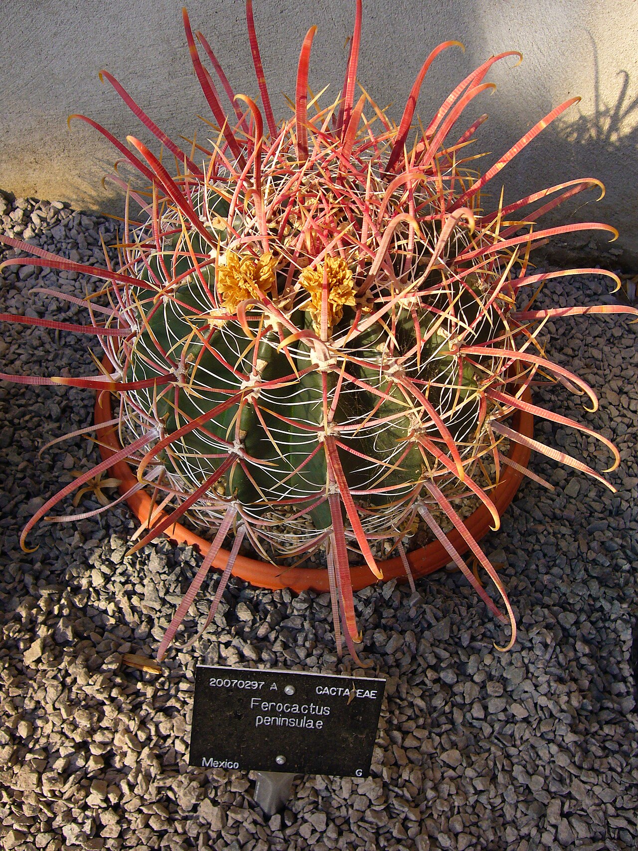 Ferocactus peninsulae en hábitat