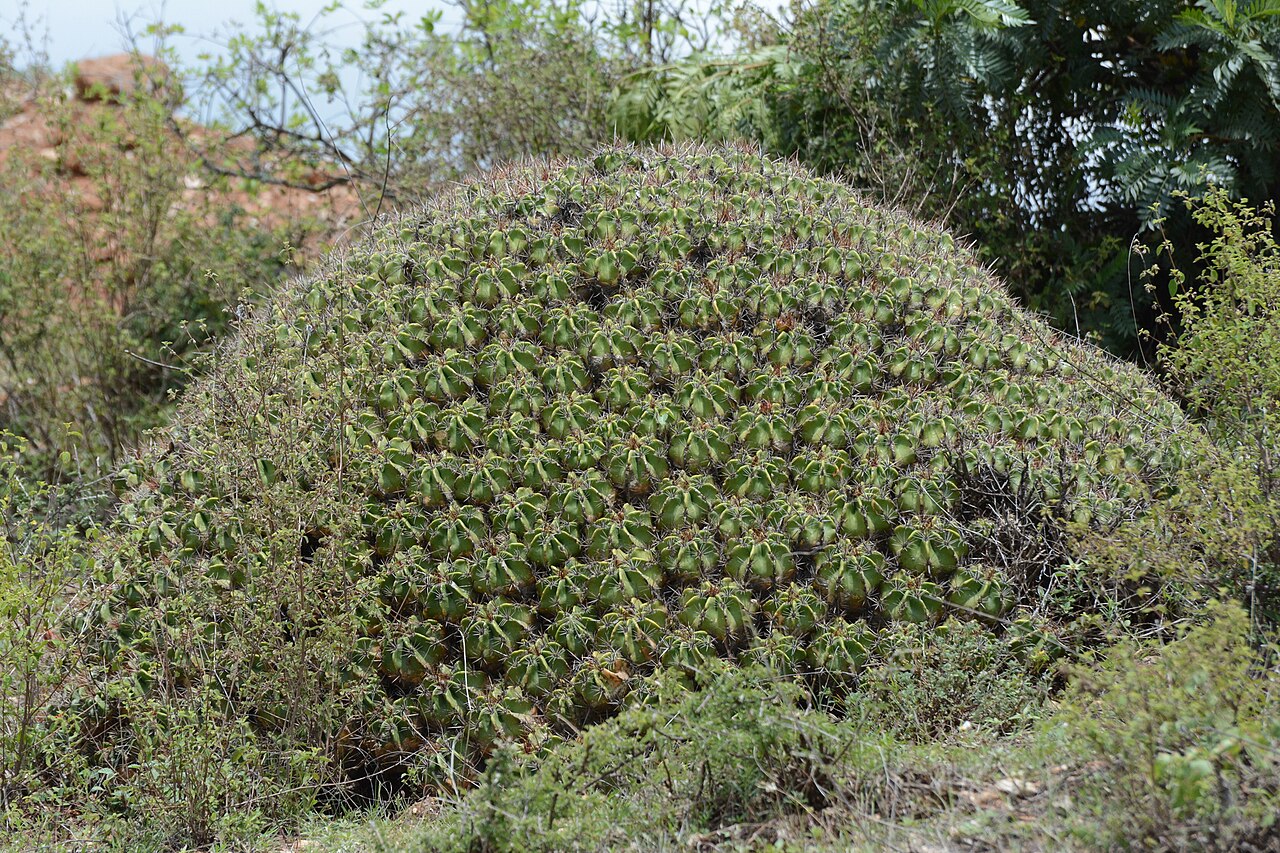 Ferocactus robustus con varios tallos