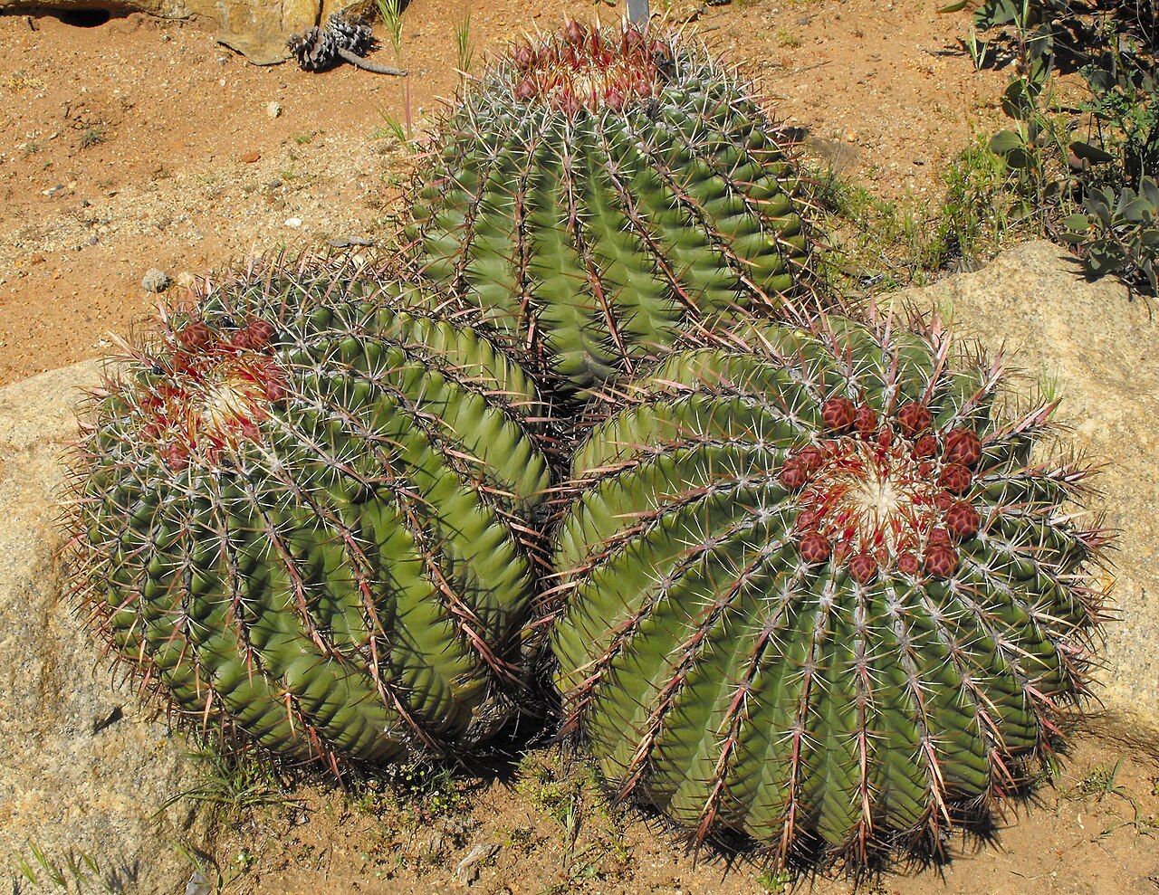 Ferocactus viridescens con costillas y espinas