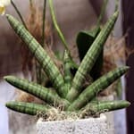 SANSEVIERIA CYLINDRICA