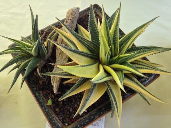 Piel de cocodrilo o Planta de zebra abigarrada