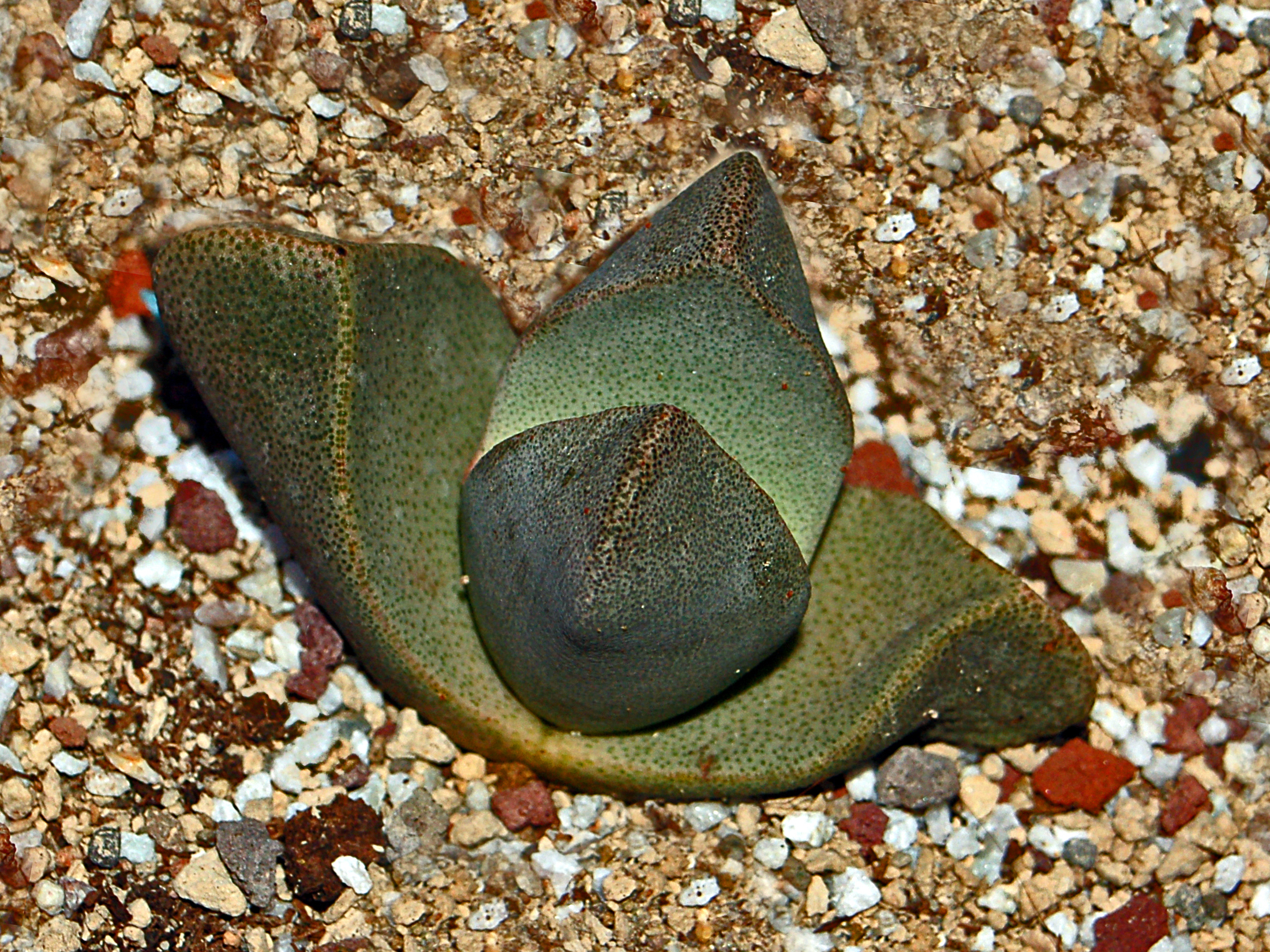 Pleiospilos bolusii, hojas carnosas moteadas. Fotografía de Hectonichus