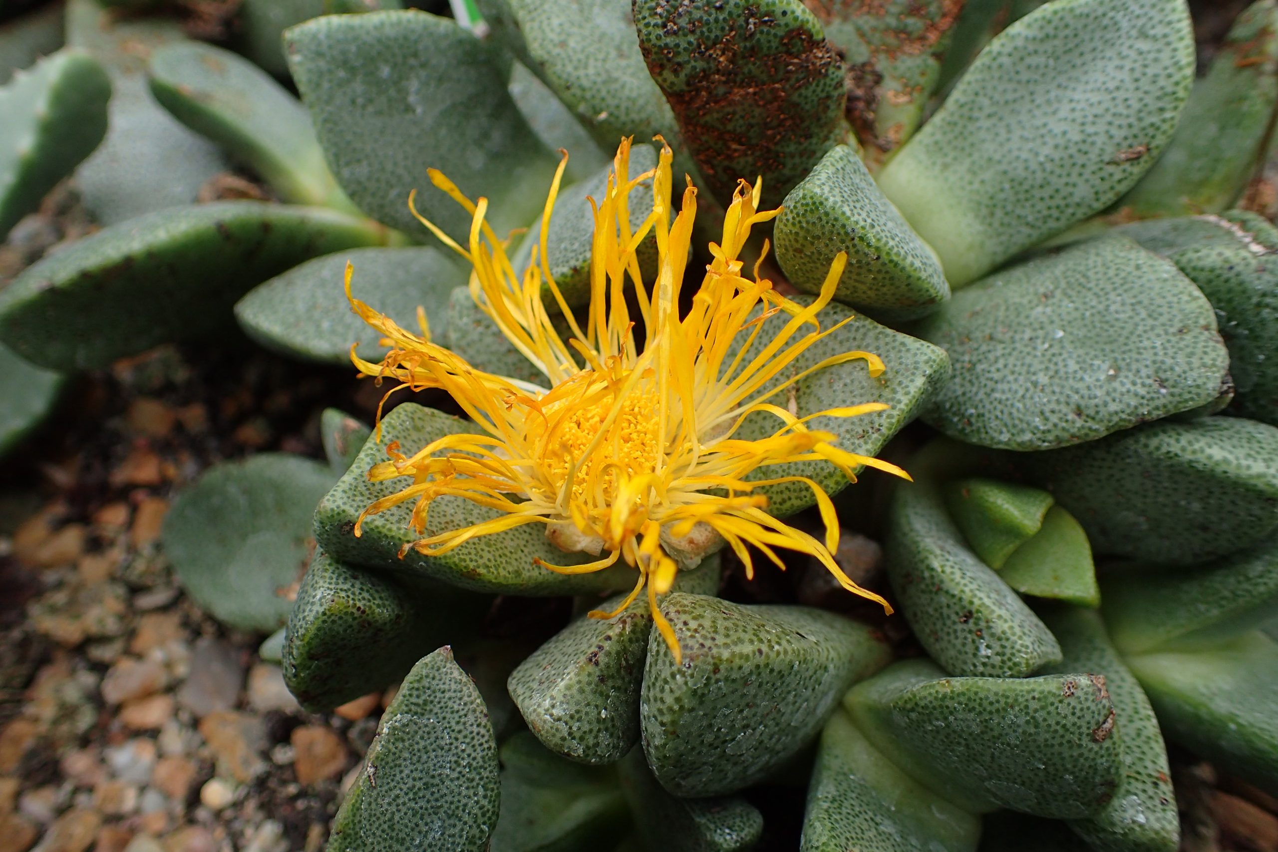 Pleiospilos compactus subsp. canus, Krzysztof Ziarnek