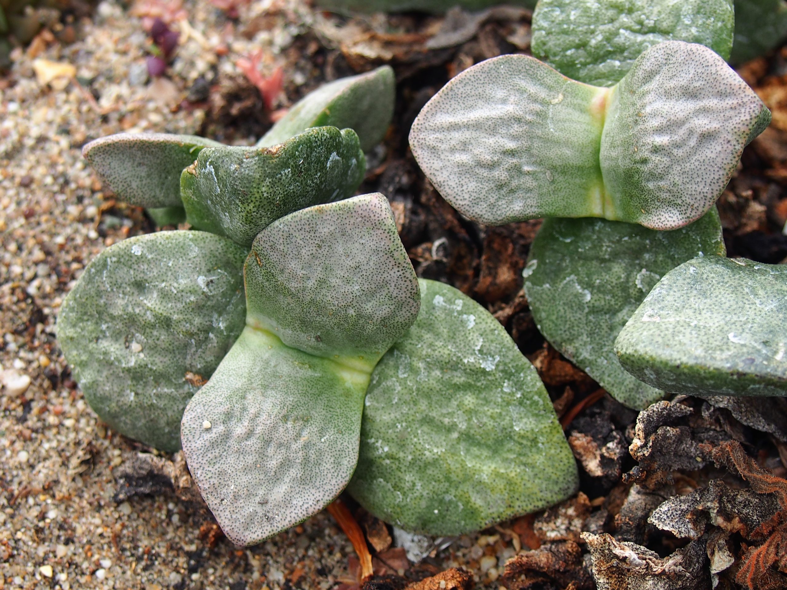 Pleiospilos simulans en cultivo, fotografía de Agnieszka Kwiecień