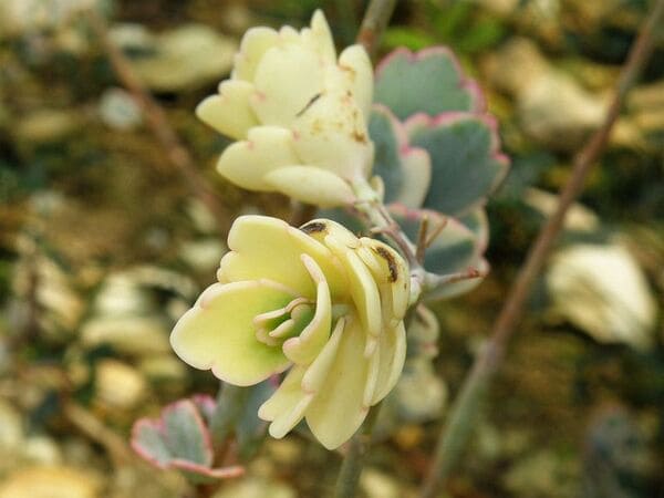 Kalanchoe fedtschenkoi abigarrada