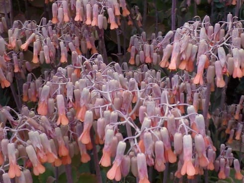 flores de Kalanchoe fedtschenkoi