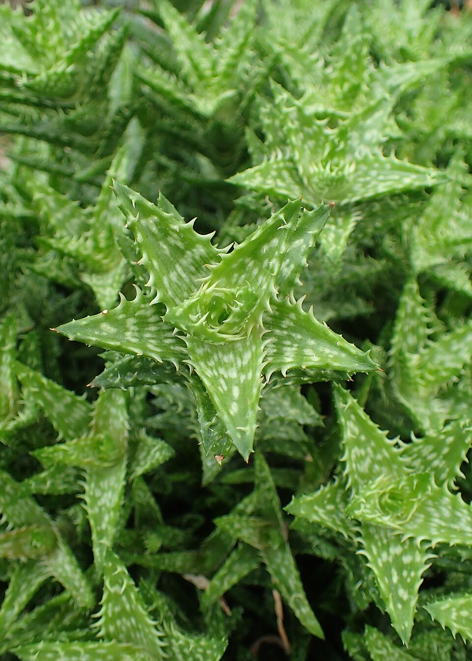 Aloe juvenna en cultivo, rosetas y tallos con hojas verdes dentadas