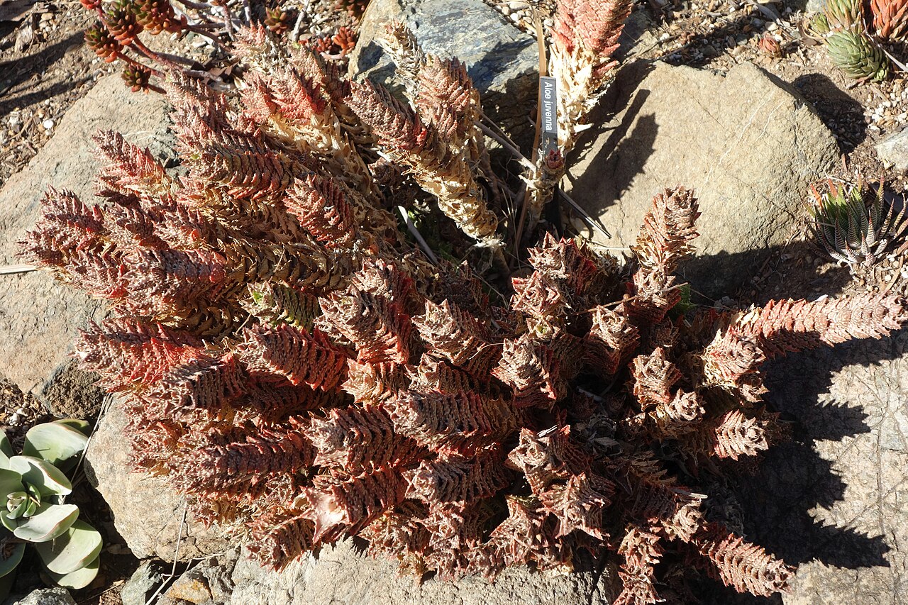 Aloe juvenna cultivado en Leaning Pine Arboretum, mostrando sus tallos con hojas triangulares