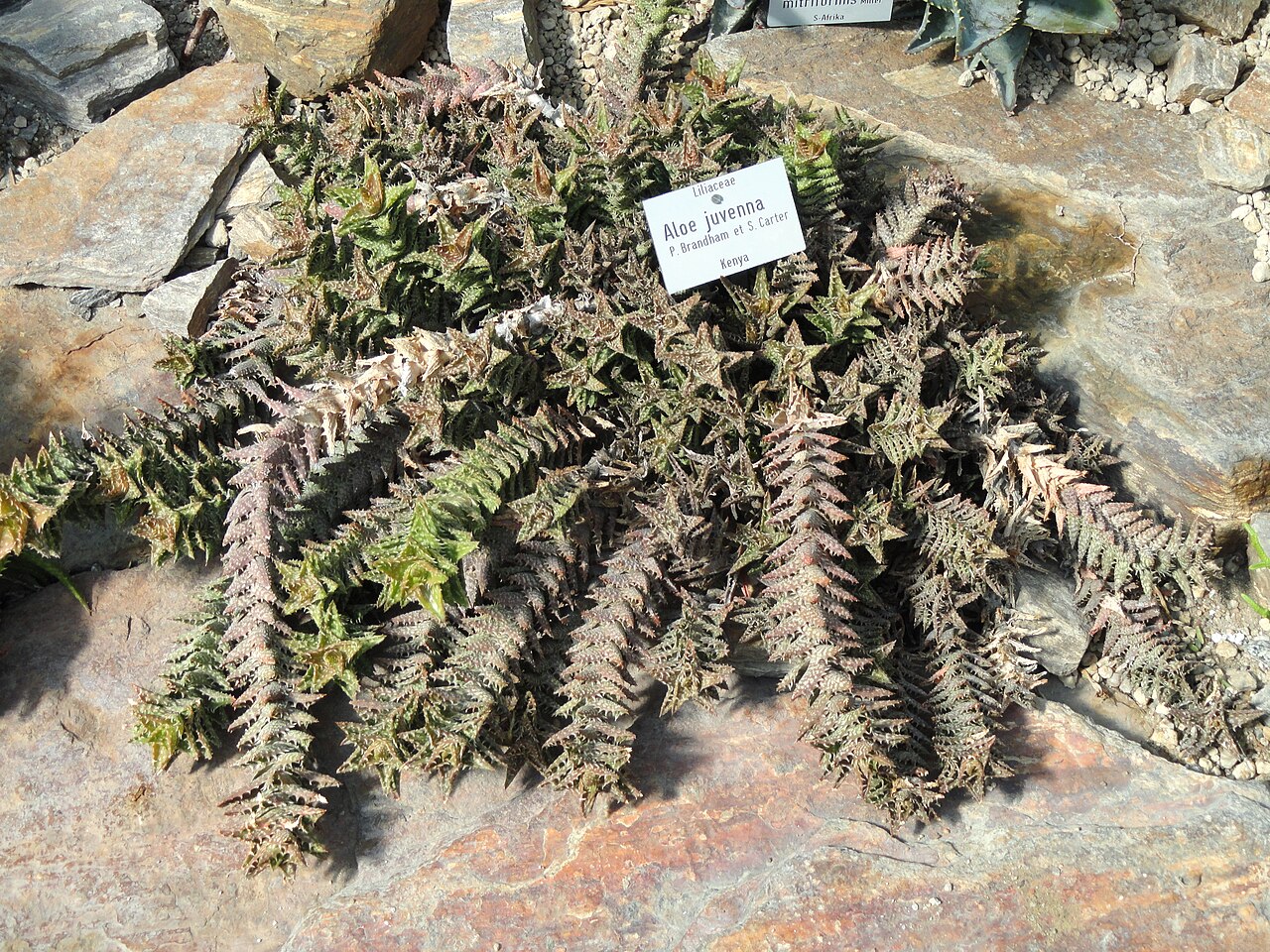 Ejemplar de Aloe juvenna en el Jardín Botánico de Múnich