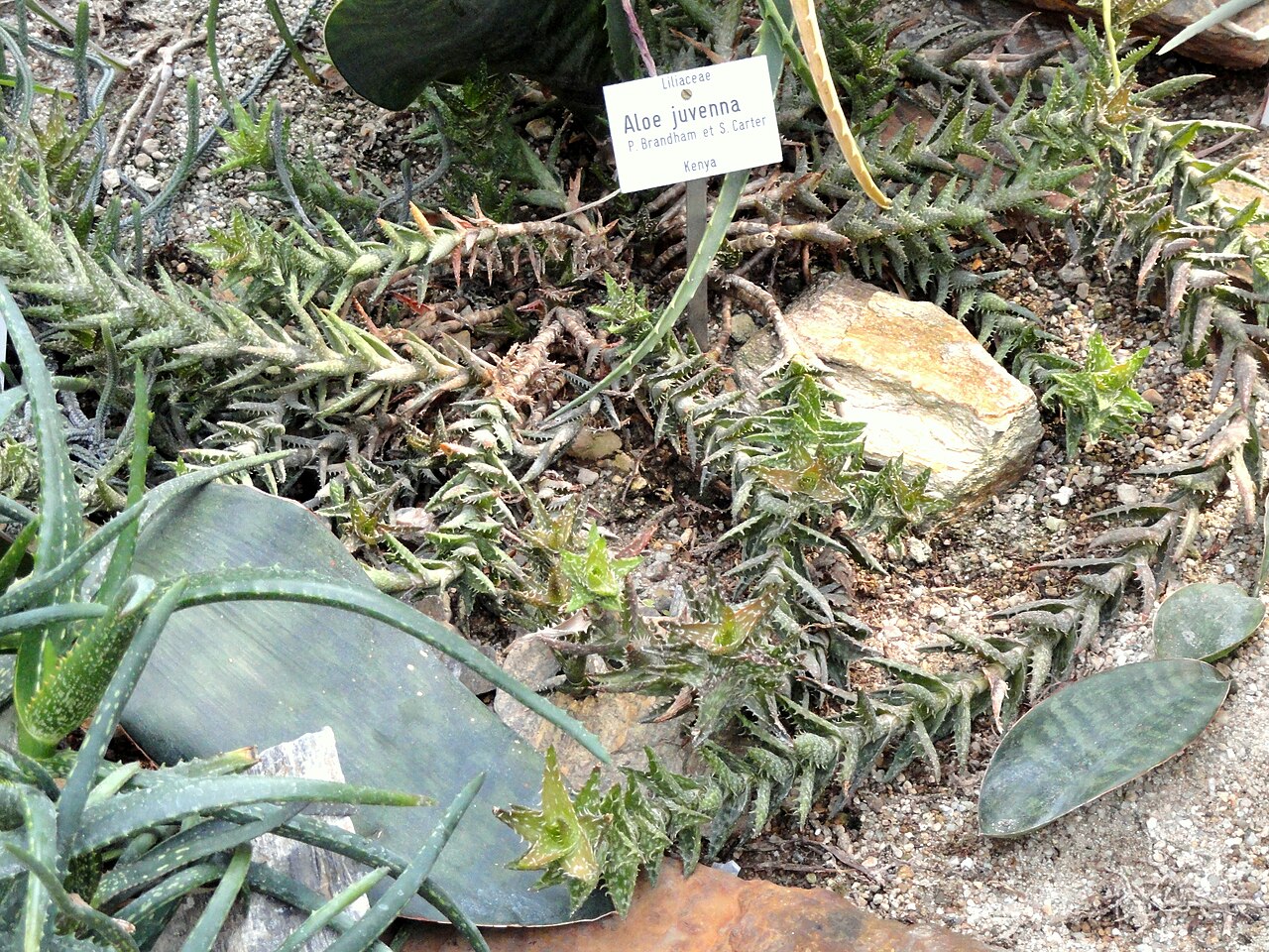 Detalle del crecimiento de Aloe juvenna cultivado en el Jardín Botánico de Múnich
