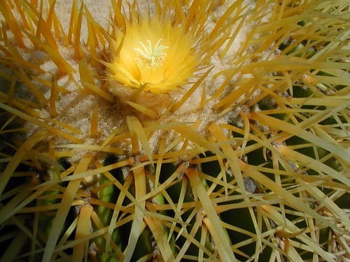 flor de Echinocactus grusonii