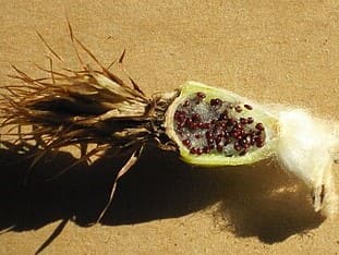 Fruto de Echinocactus grusonii