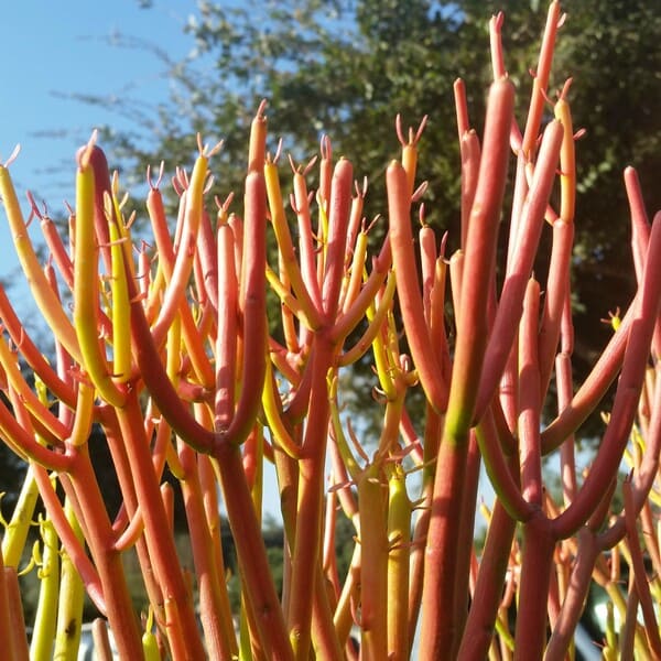 Árbol de lápiz de fuego Euphorbia tirucalli rosea 'Firesticks'