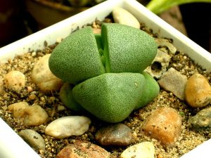 Pleiospilos nelii