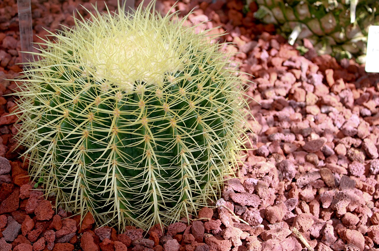 Echinocactus grusonii con costillas y espinas amarillas