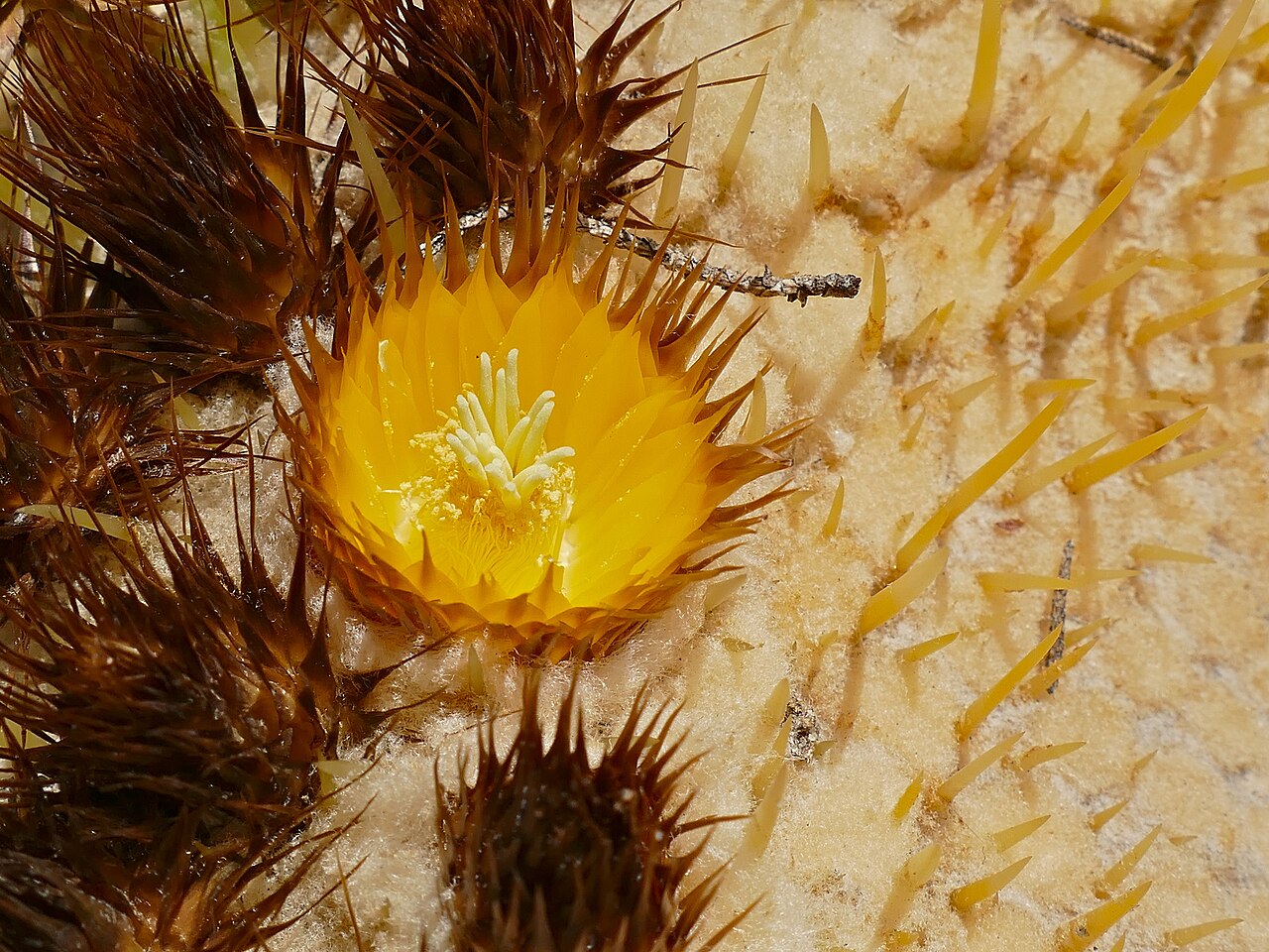 Flor amarilla en la corona de Echinocactus grusonii