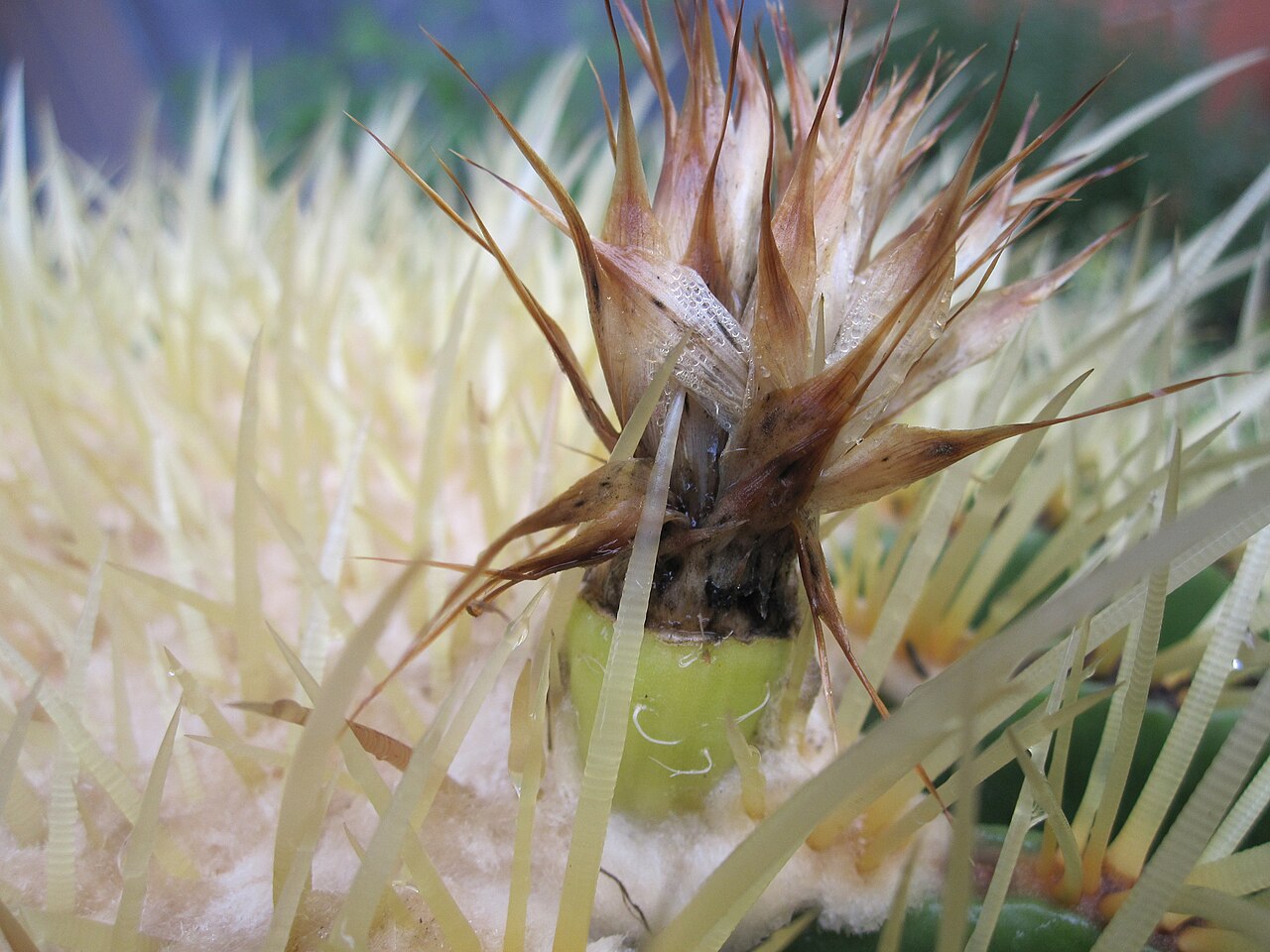 Echinocactus grusonii, detalle de la corona