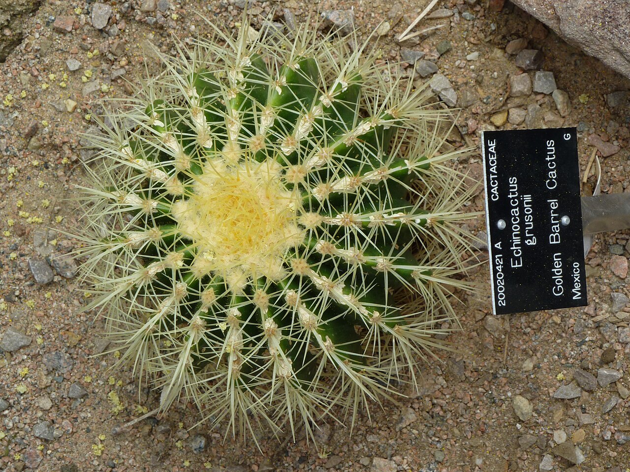 Echinocactus grusonii cultivado en jardín botánico