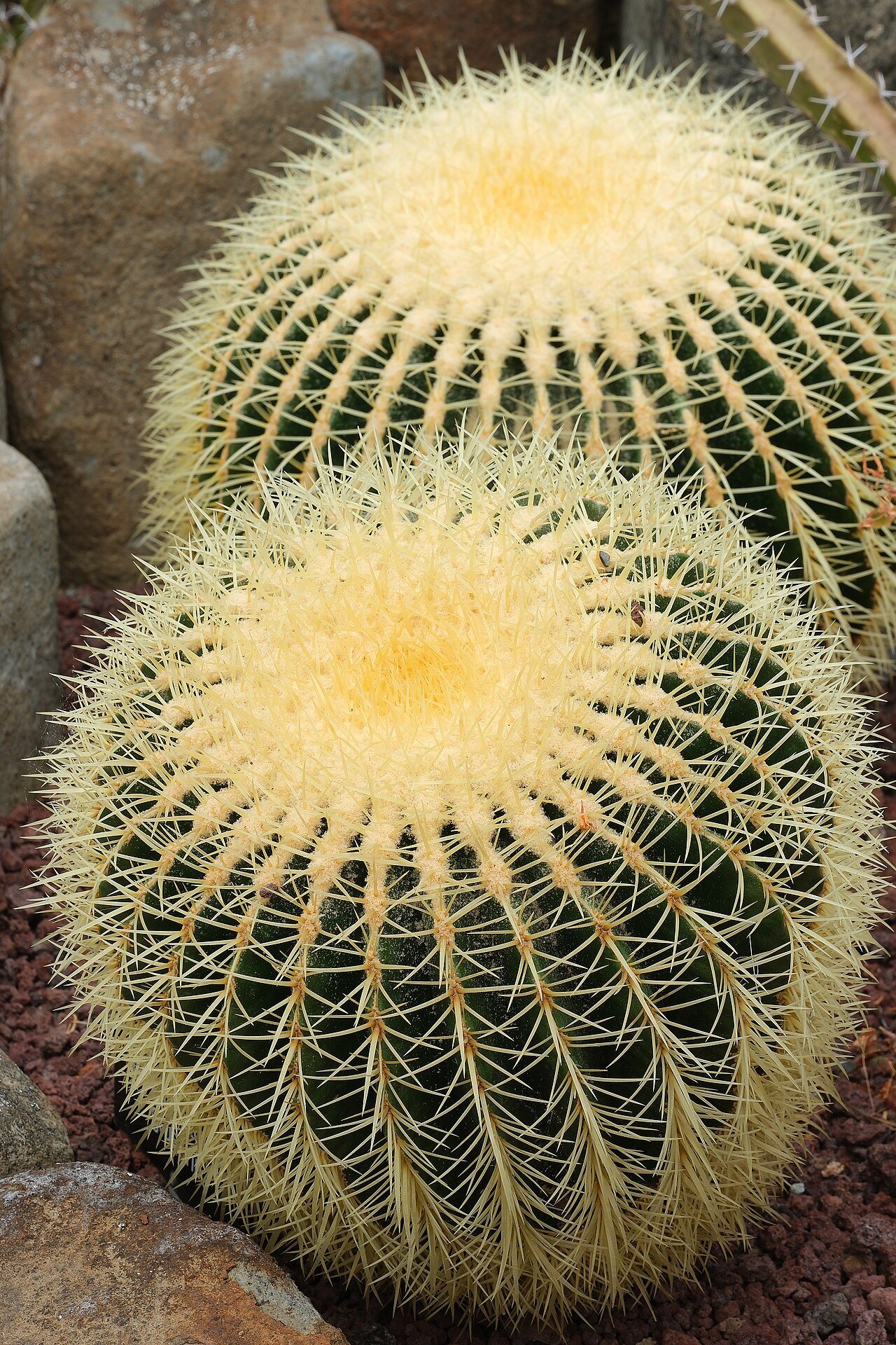 Echinocactus grusonii, ejemplar globular con espinas doradas
