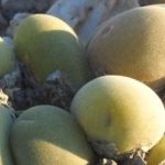 Muiria hortenseae, ejemplares entre piedras