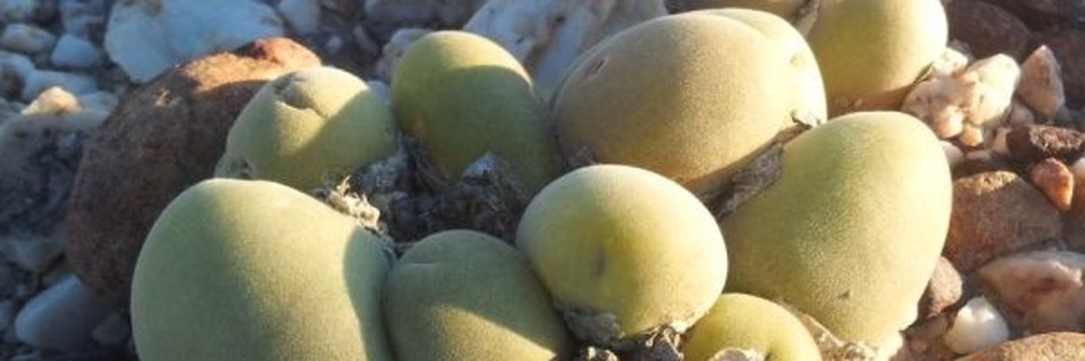 Muiria hortenseae, ejemplares entre piedras